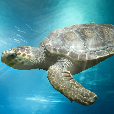 Hotel Marineland Antibes