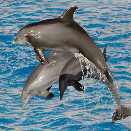 Hotel Marineland Antibes